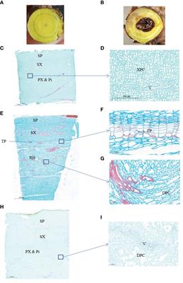 MeJA regulates the accumulation of baicalein and other 4’-hydroxyflavones during the hollowed root development in Scutellaria baicalensis